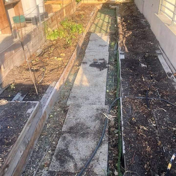 The end of our veggie patch